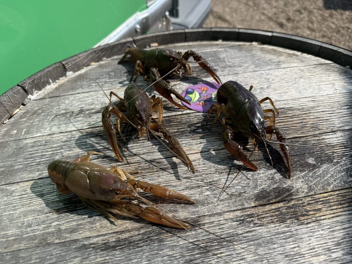 Fresh Live Crawfish — Froggy's TX Southern Seafood